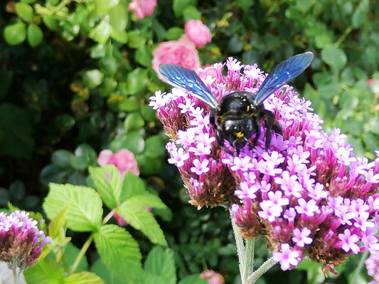 5 Tipps für mehr Artenvielfalt im Garten
