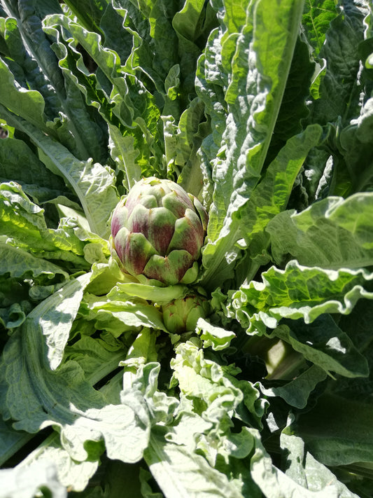 Artischocke im Hochbeet