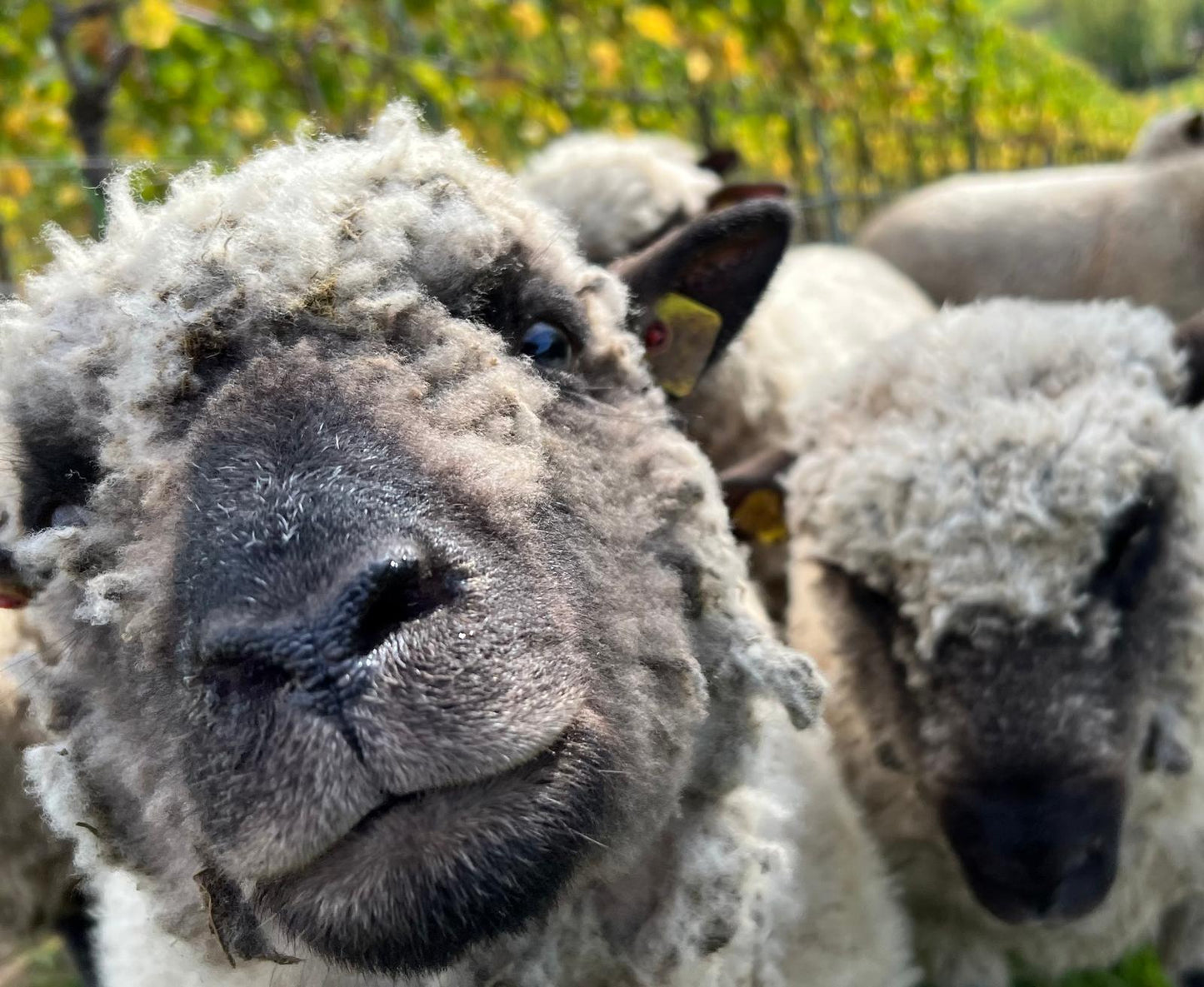 Natürliche Schafwolle aus kontrollierter Bio-Tierhaltung – nachhaltiger Dämmstoff für Wärmepumpen Bodenabdeckhauben