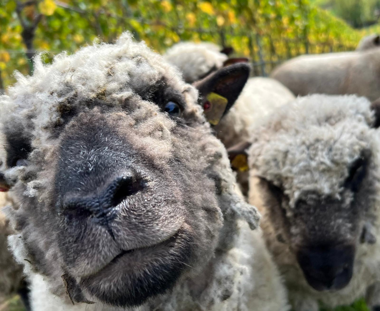 Natürliche Schafwolle aus kontrollierter Bio-Tierhaltung – nachhaltiger Dämmstoff für Wärmepumpen Bodenabdeckhauben