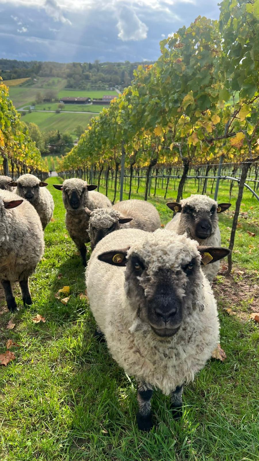 Die Schafwolle für unsere Eco-Dämmungen stammt von regionalen Bio-Schafhaltern, die ihre Tiere artgerecht und im Einklang mit der Natur halten.