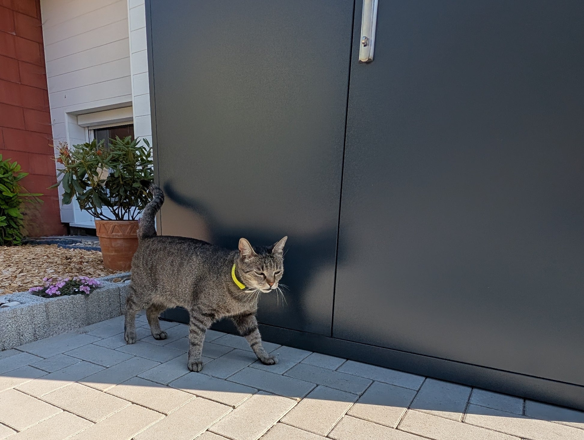 Fahrradgarage anthrazit Detailaufnahme, in Edelstahl gebürstetem Verriegelungsgriff und erkennbarer Lackqualität mit davor stehender Katze in Hofeinfahrt