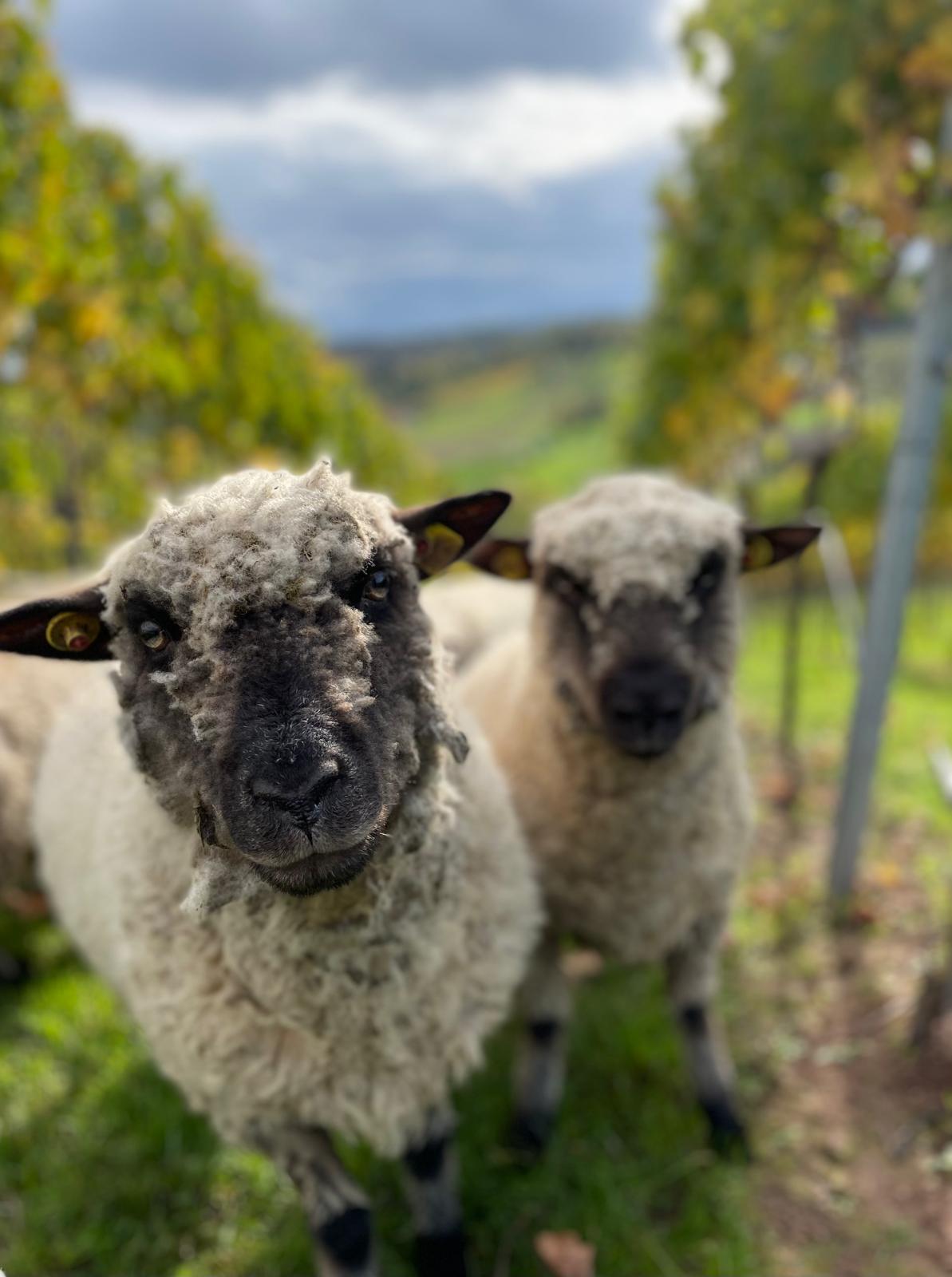 Regionale Schafherde im Weinberg – nachhaltige Bio-Schafwolle für Eco Dämmung von Wärmepumpen Bodenabdeckhauben