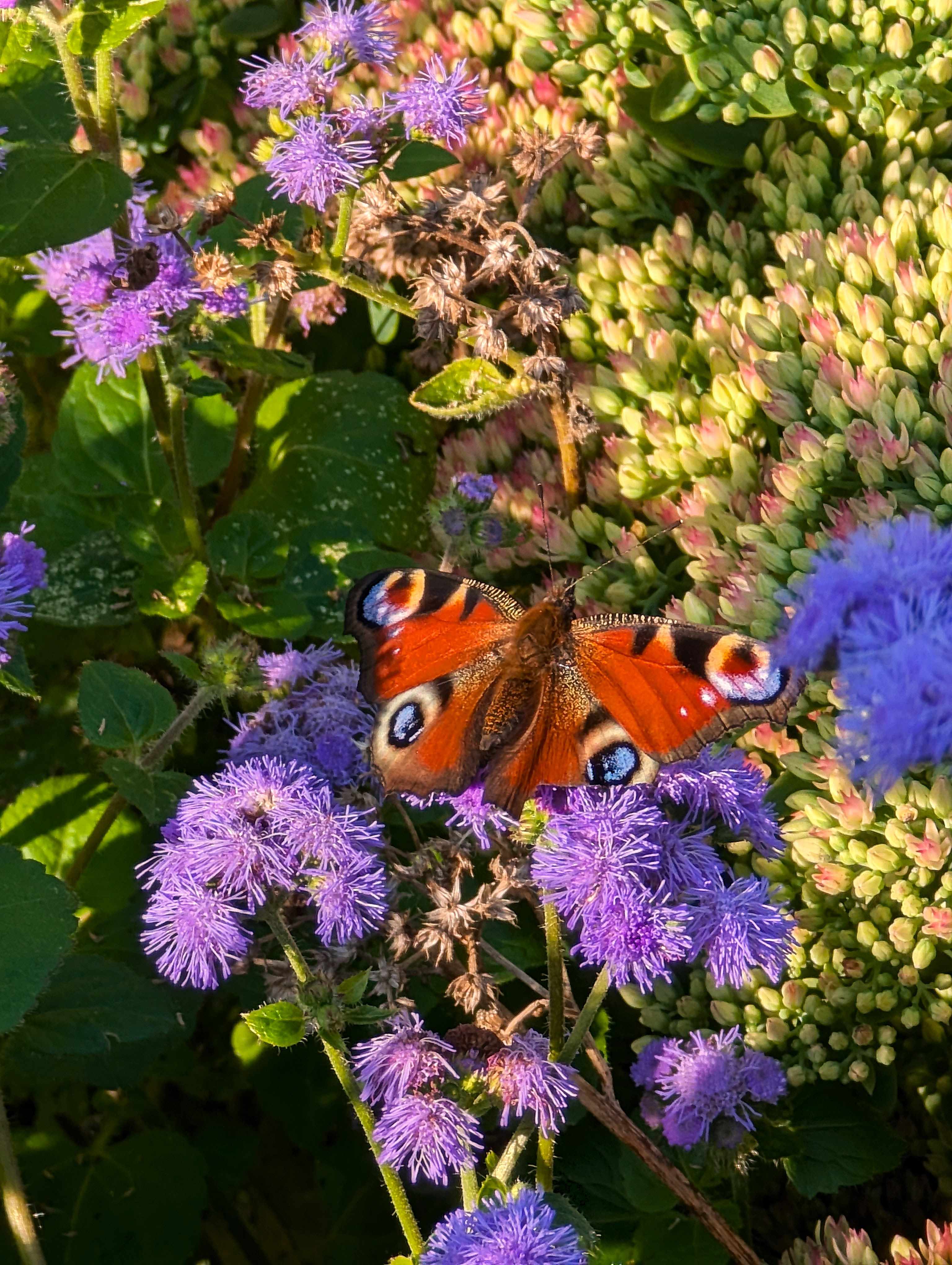 Blumen und Schmetterling im Hochbeet